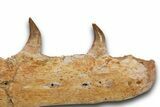 Mosasaur (Pluridens) Jaw with Ten Teeth - Morocco #334604-6